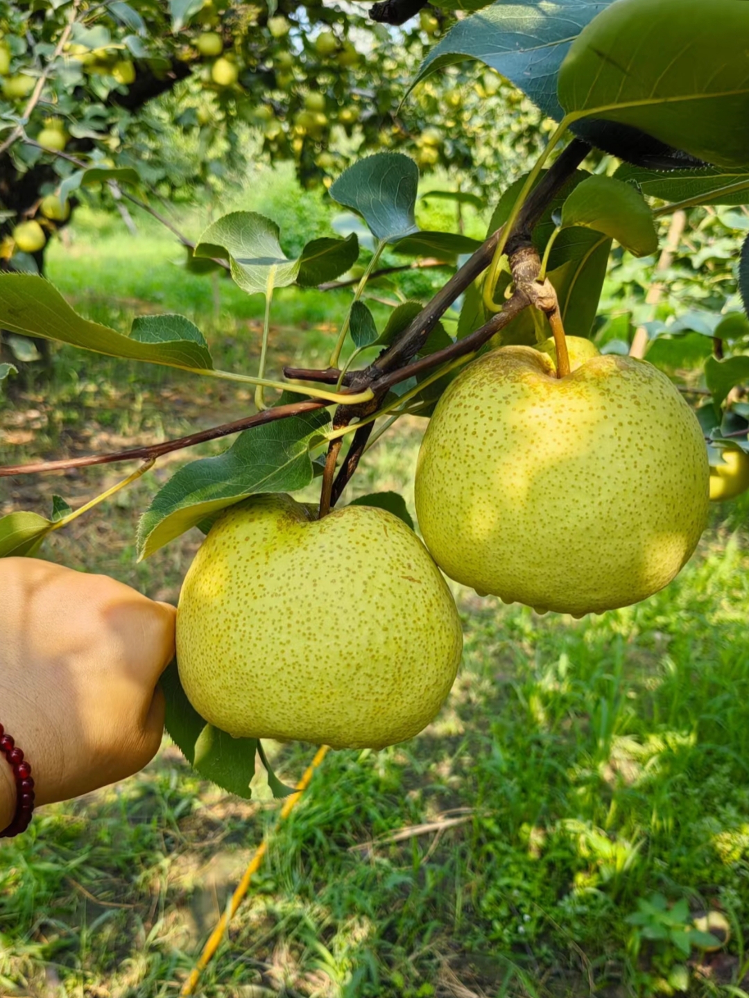 秋梨丰收了,今天一大早就赶到果农家的梨子园收购梨子,这梨子特好吃