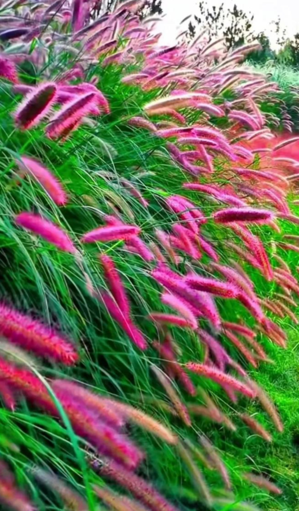 今天和朋友去转山,看到山上的这种毛毛草好漂亮啊