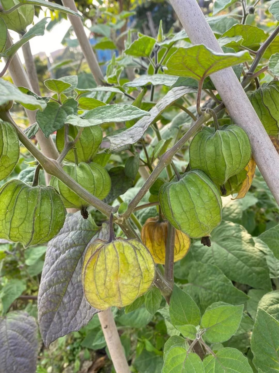 我种的姑娘果,灯笼果,超大颗.