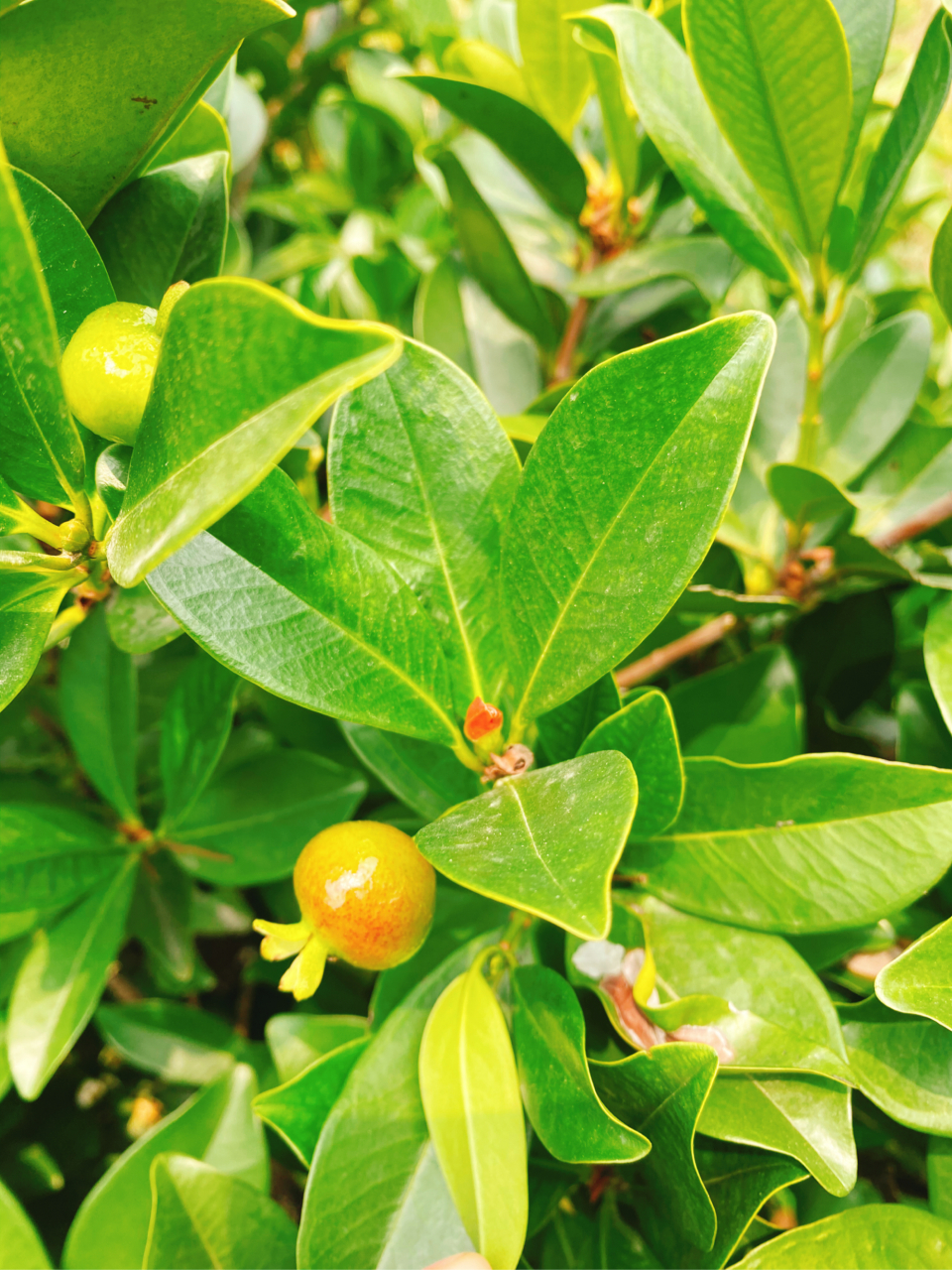 我家小果园的巴西樱桃90,好可爱.