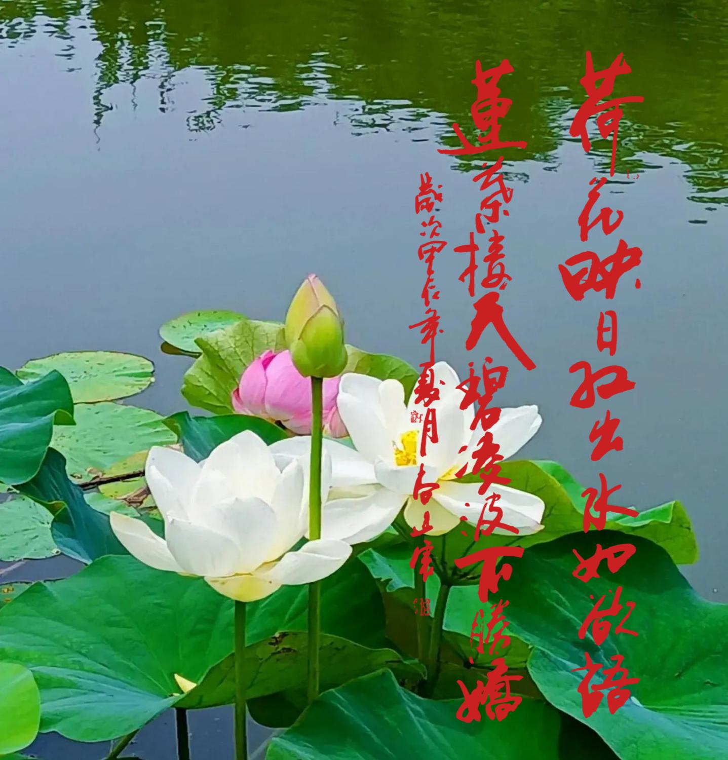 《墨韵书道》"荷花映日红出水如欲语,莲叶接天碧凌波不胜娇"