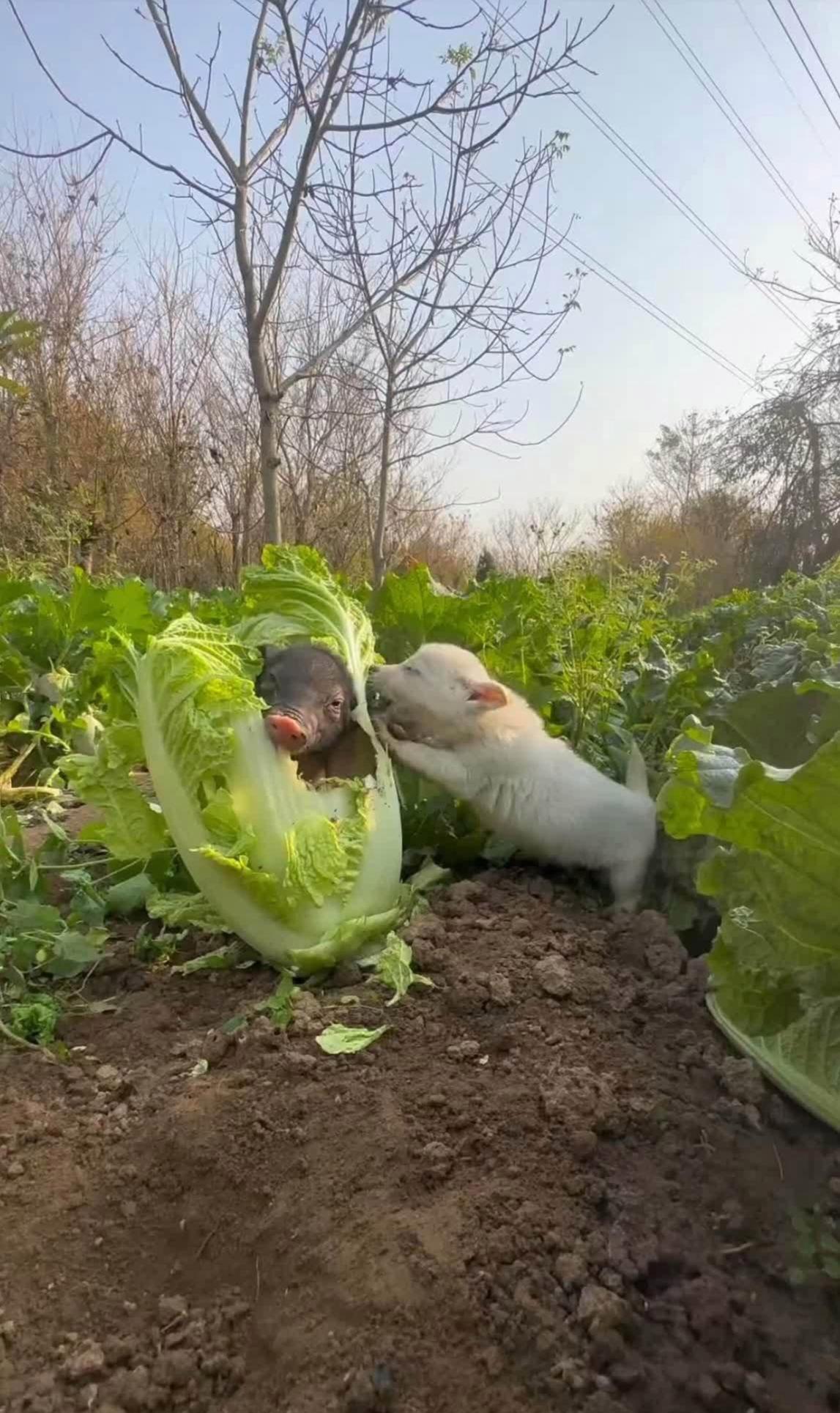 农村土猪拱城市白菜图片