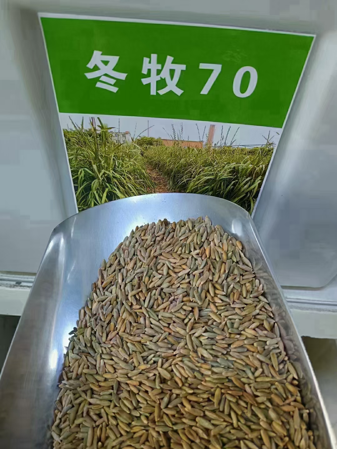 牧草种子品种齐全