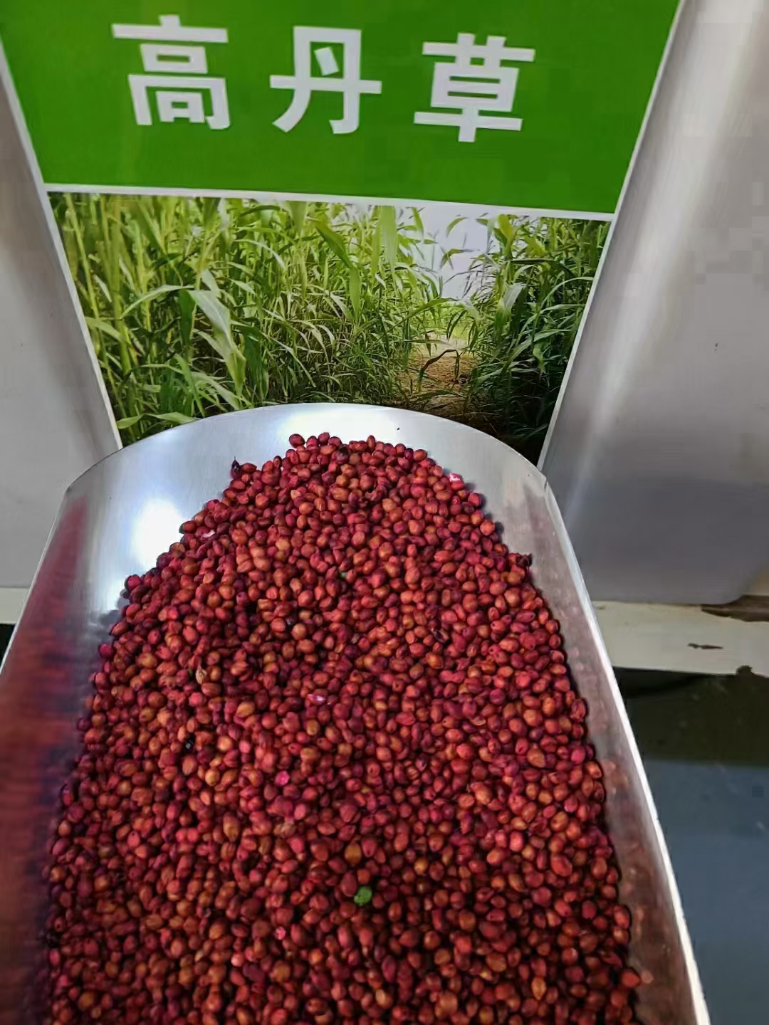 牧草种子品种齐全