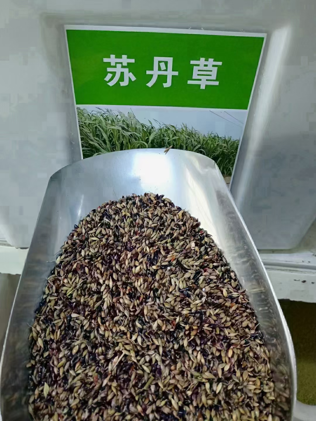 牧草种子品种齐全
