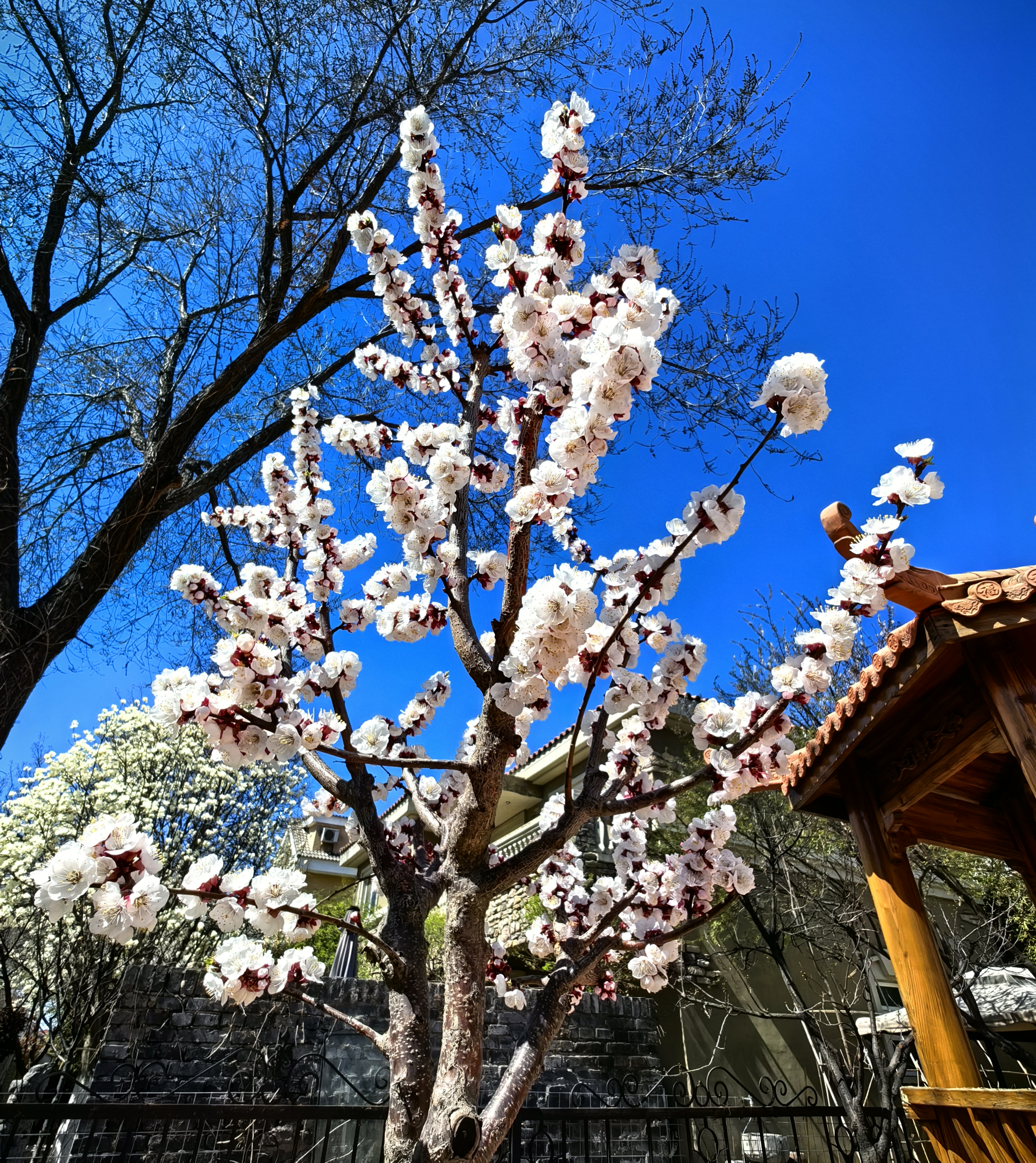 杏树几月开花图片