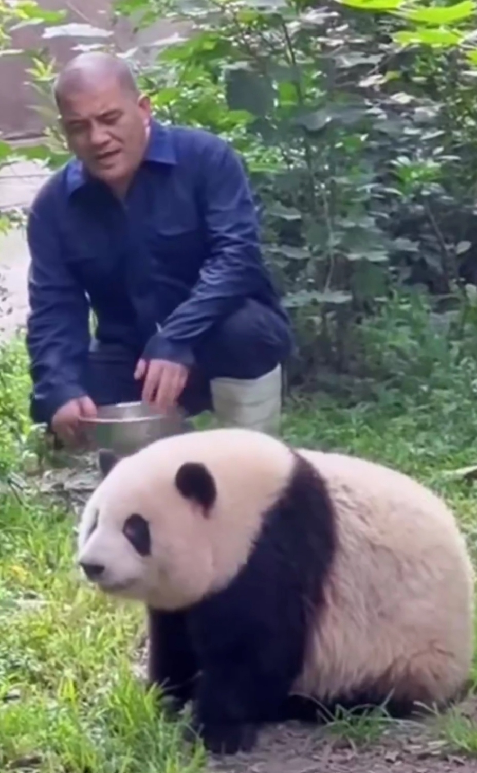 饲养员与熊猫的日常,萌力十足,熊宝宝和爷爷谈崩现场,宝宝心咕着爷爷