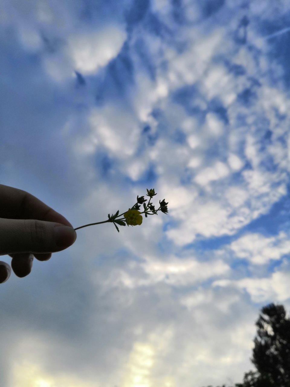 今天天气真好,花儿艳草绿,生机勃勃～心情舒爽