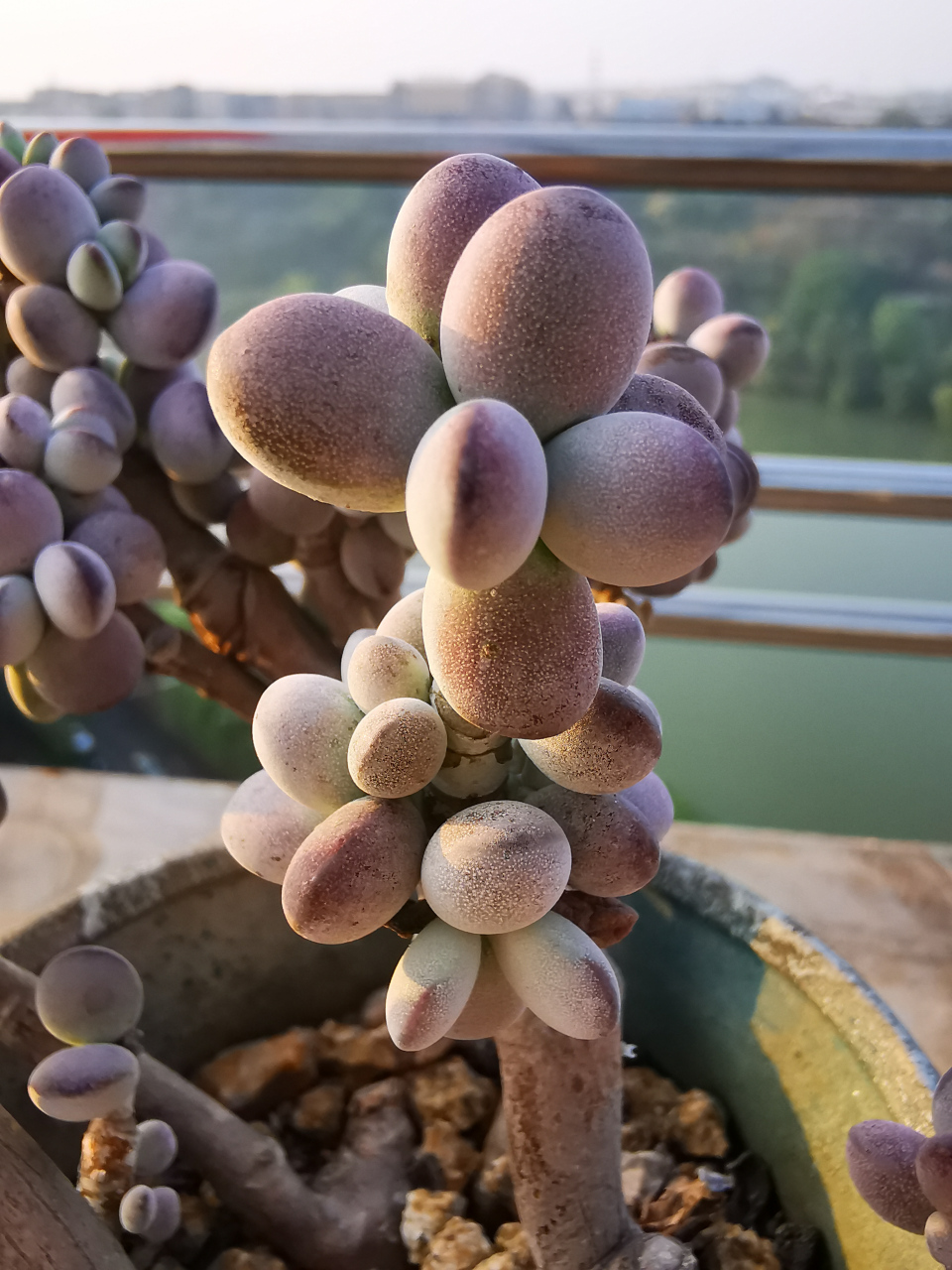 多肉植物# #家居绿植# 无肉不欢-圆滚滚与肥嘟嘟之  达摩福娘&乒乓