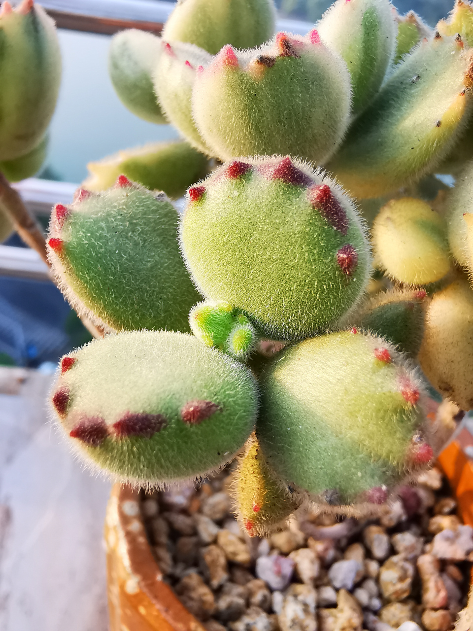 多肉植物# #家居绿植# 可爱的多肉  圆滚滚和肥嘟嘟之二:绿熊和白熊