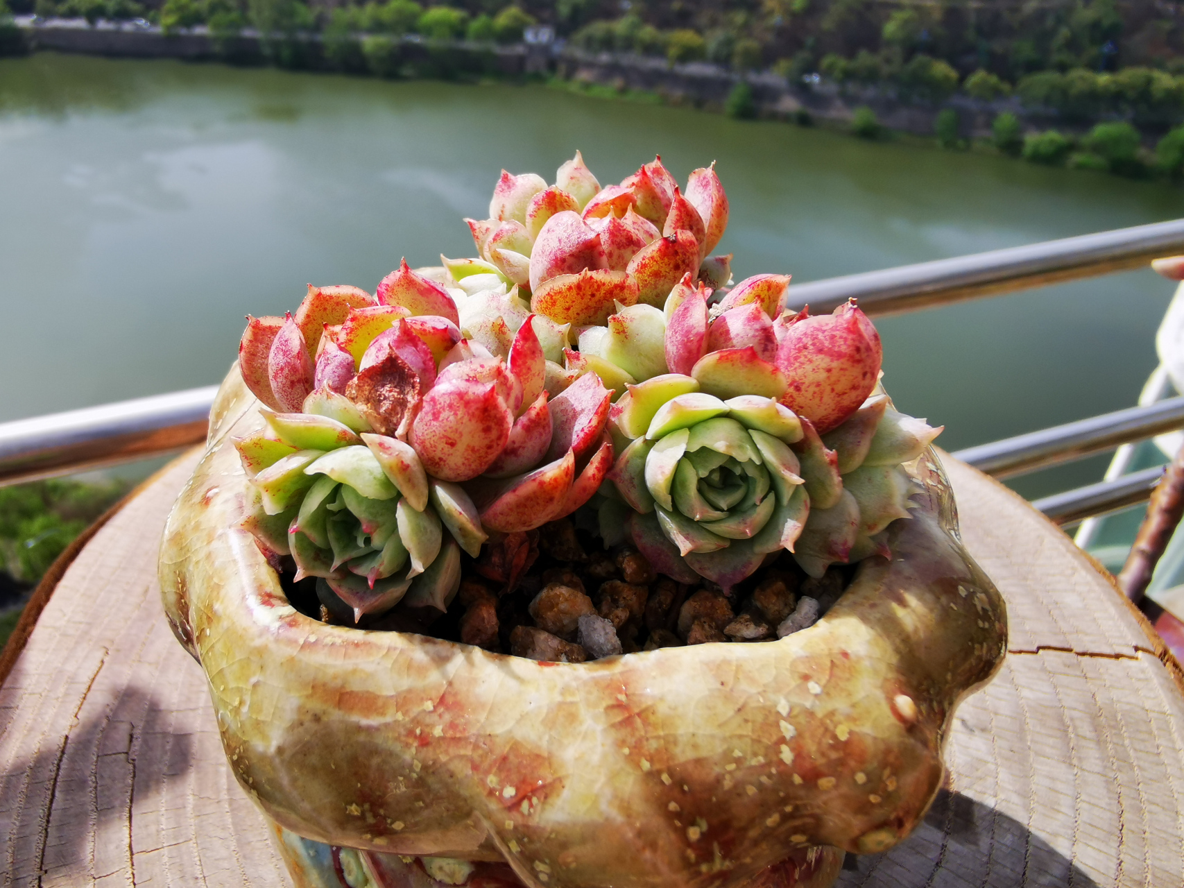 家居绿植# 无肉不欢-美肉朱砂痣  你是 那一颗多肉界的 美人痣 才下