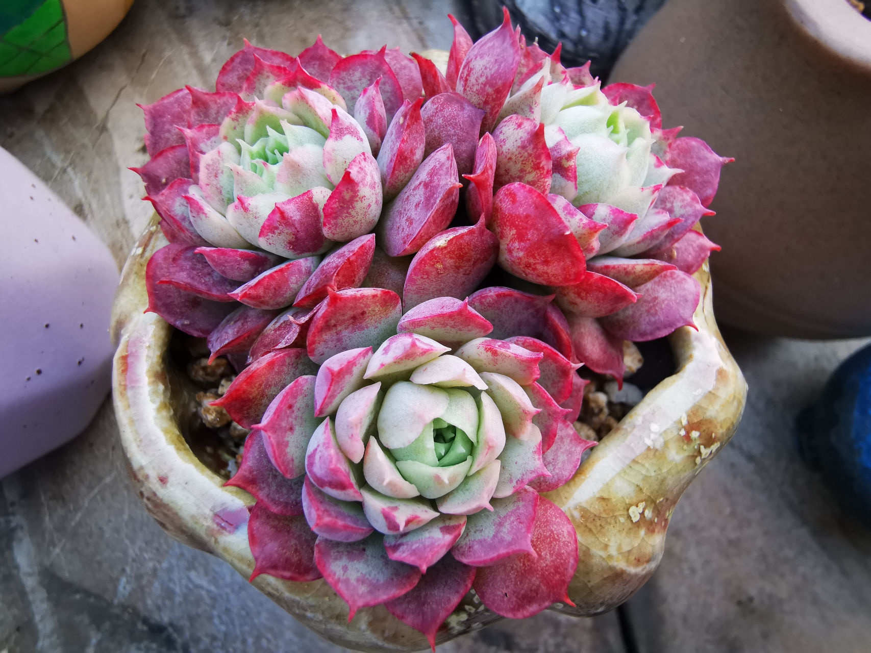 家居绿植# 无肉不欢-美肉朱砂痣  你是 那一颗多肉界的 美人痣 才下