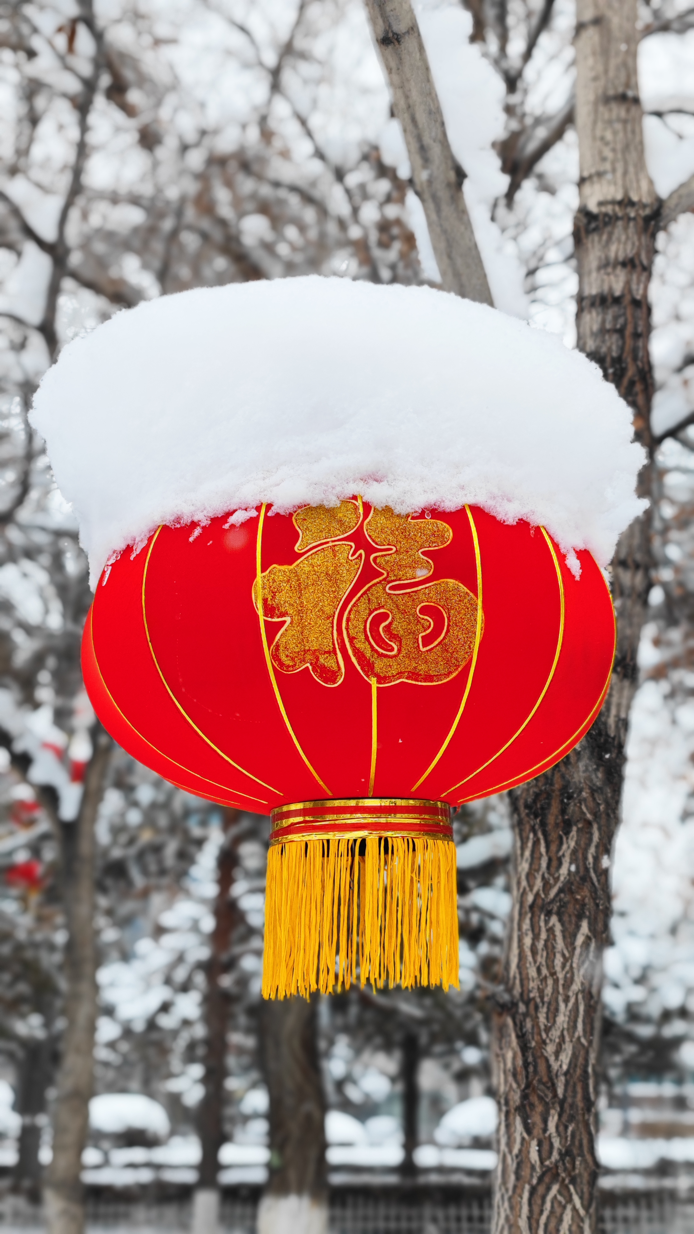 雪打灯笼过大年图片