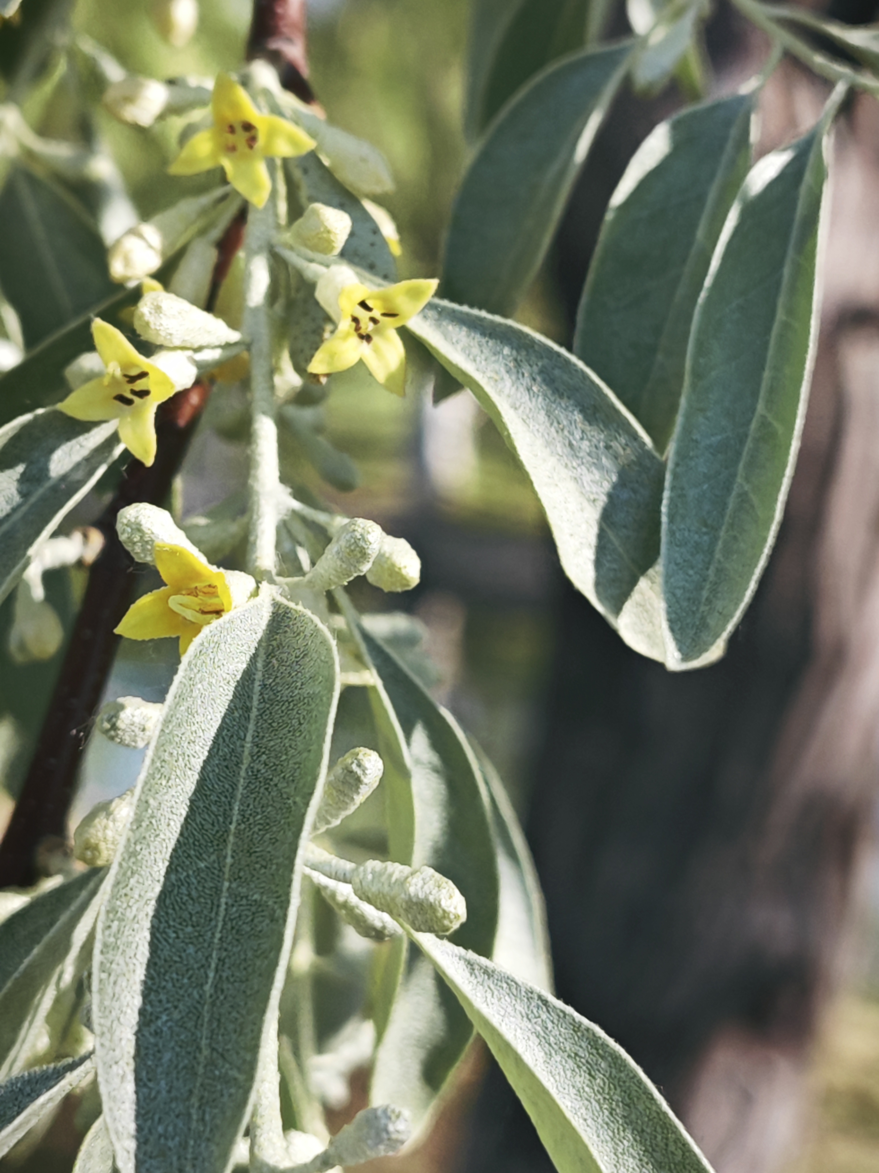 别的花一般是先见花再闻香,独沙枣花香味太厉害了,只要附近有一棵