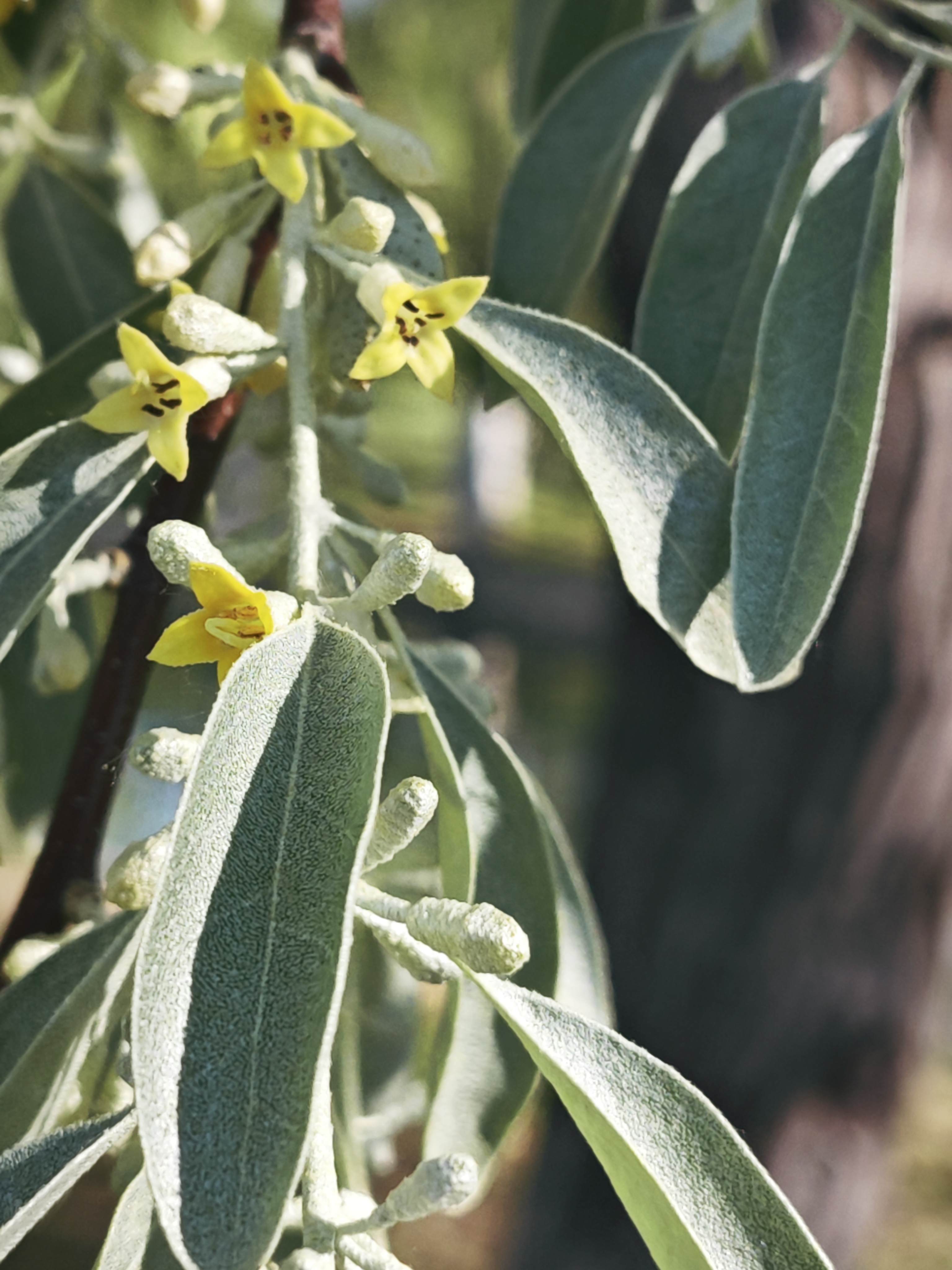 别的花一般是先见花再闻香,独沙枣花香味太厉害了,只要附近有一棵