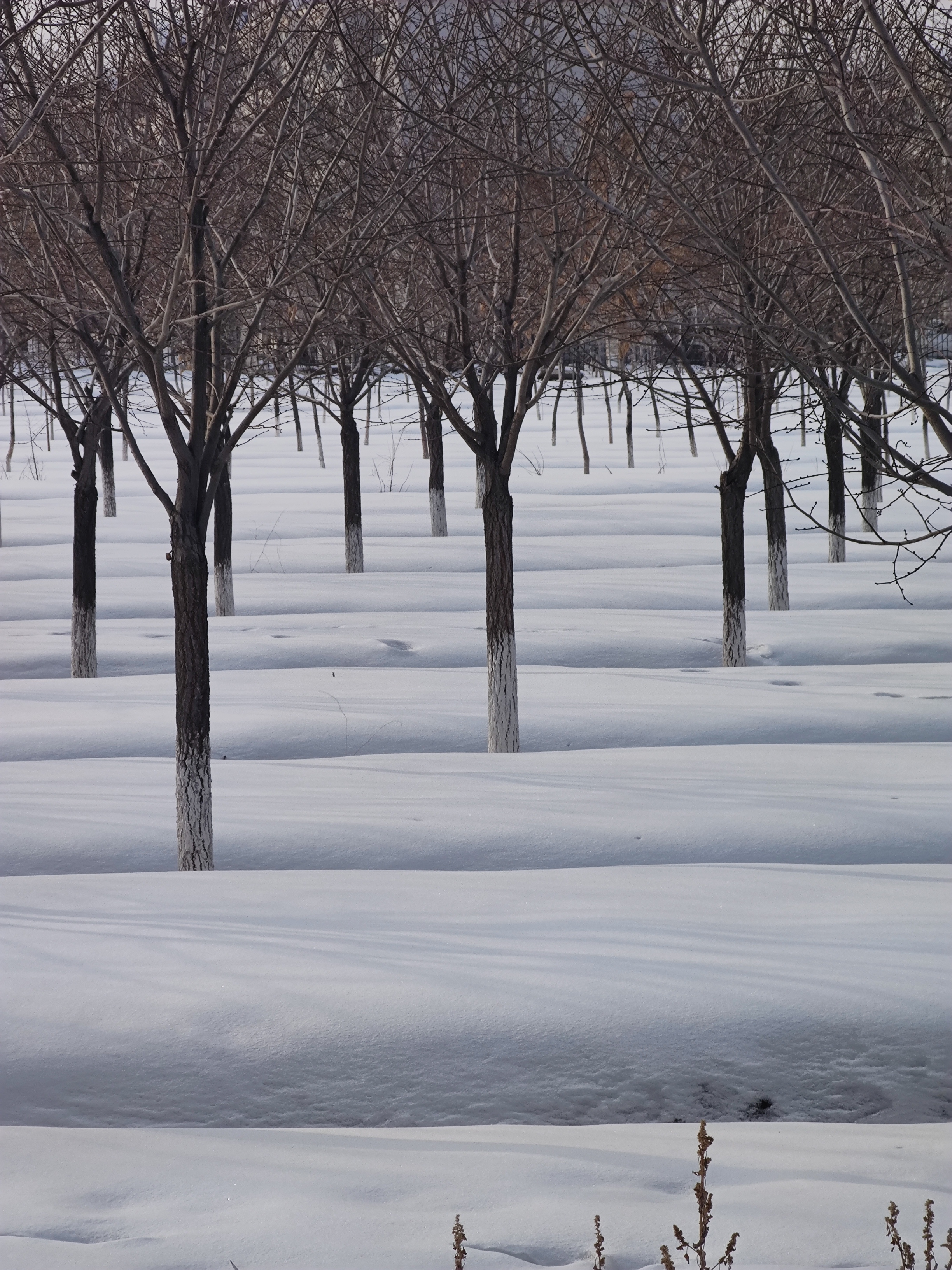 新疆奎屯雪景图片图片