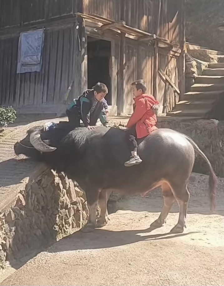 骑老水牛图片