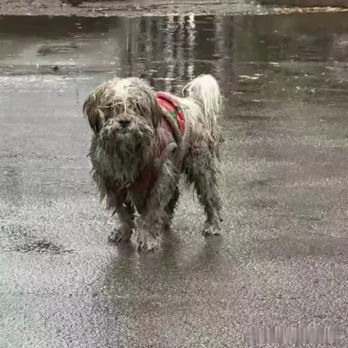 雨中流浪狗图片大全图片