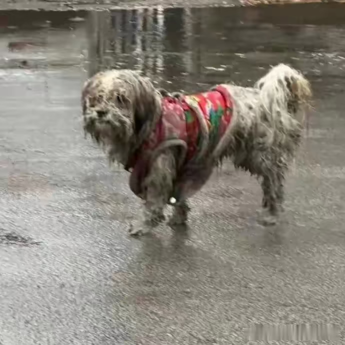 雨中流浪狗图片大全图片