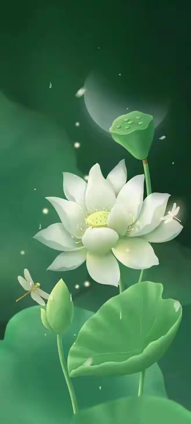 夏夜微风,轻拂过脸庞,月光下,莲花盛开,美得如此静谧.