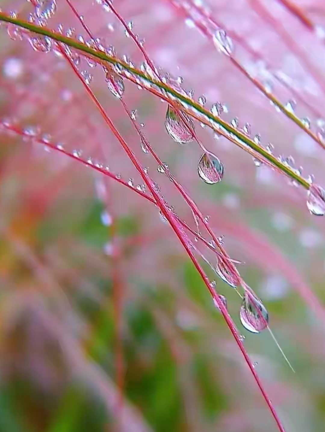 雨后的粉黛乱子草简直绝了是大自然最美的馈赠