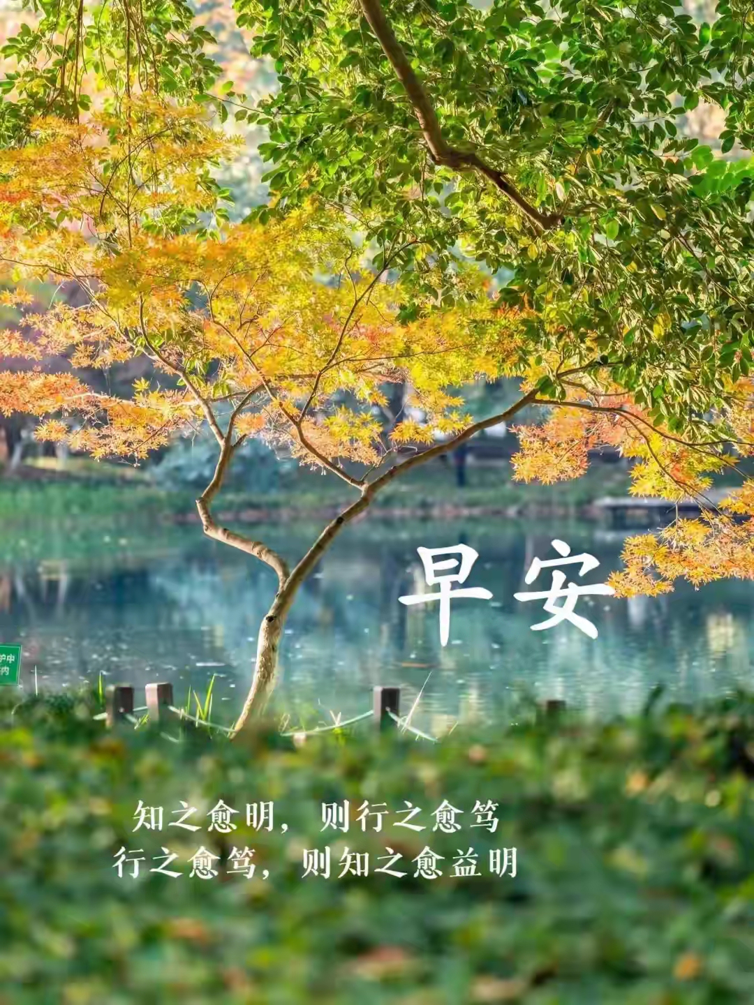 早安吉祥,湖边树影婆娑,岁月静好,现世安稳.