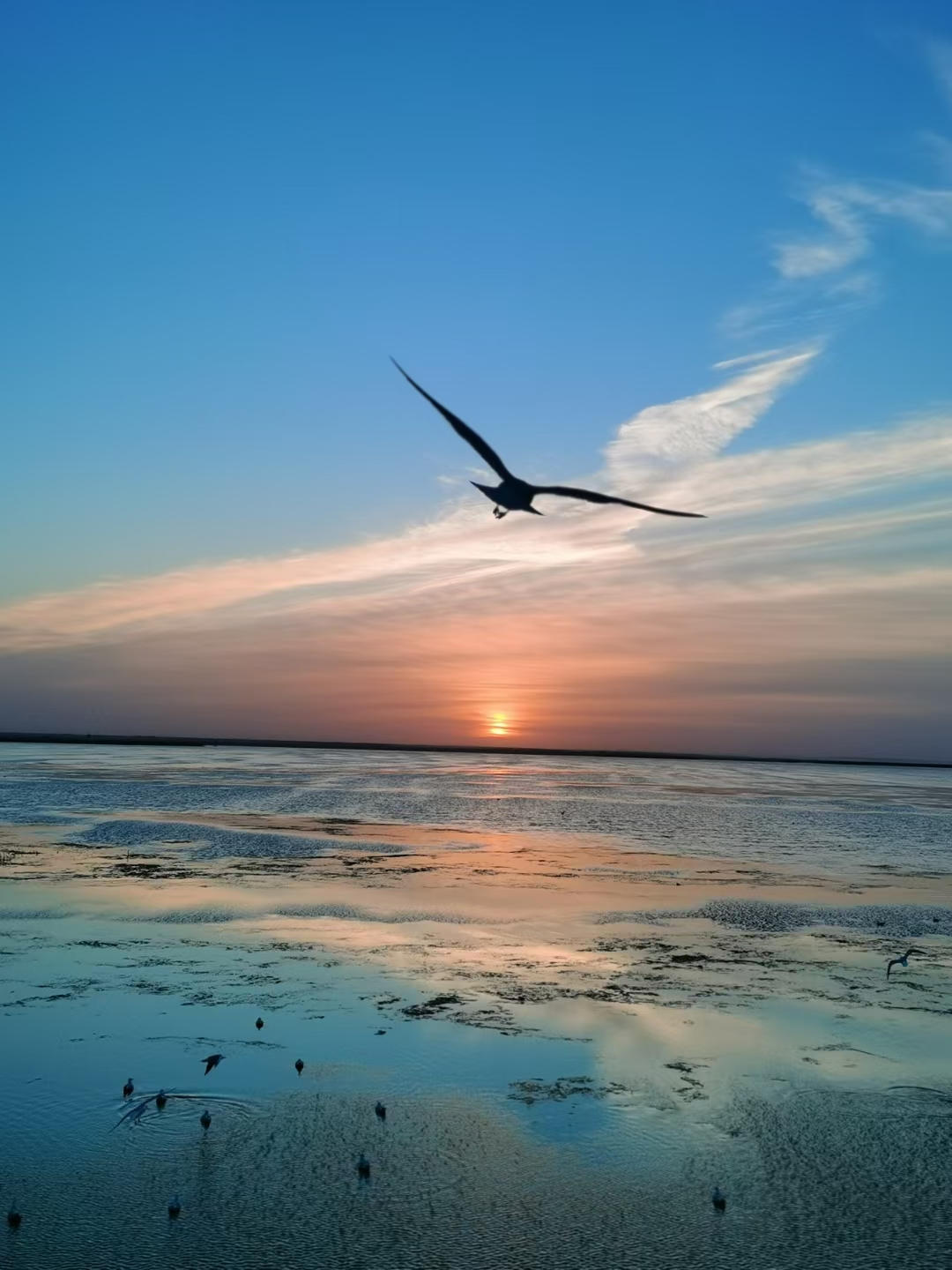 捕捉日落前那一刻,海鸟展翅飞翔的自由与美丽.#轻轻松松国庆假