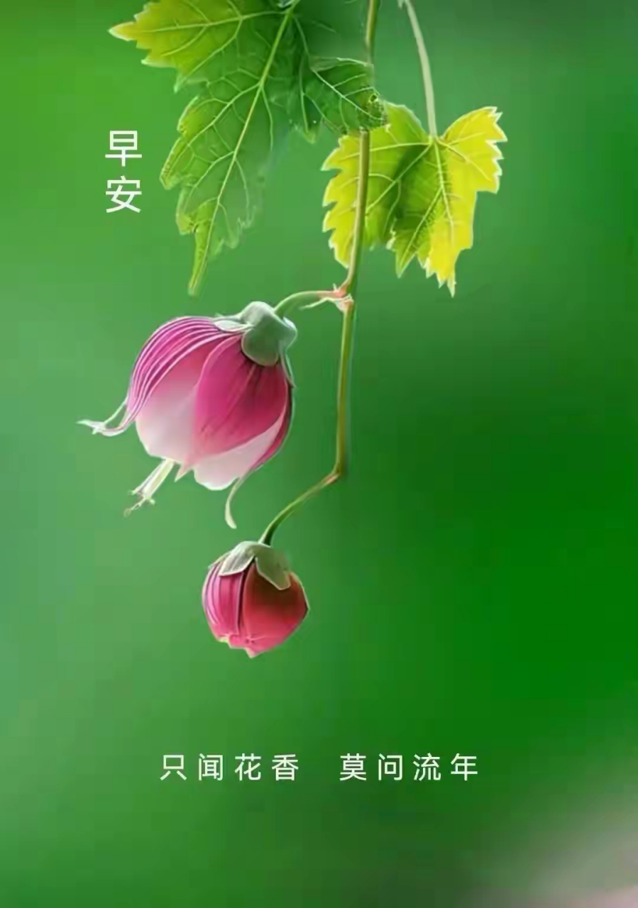 早安,阳光正好,愿你每天如莲花般绽放,生活充满希望.