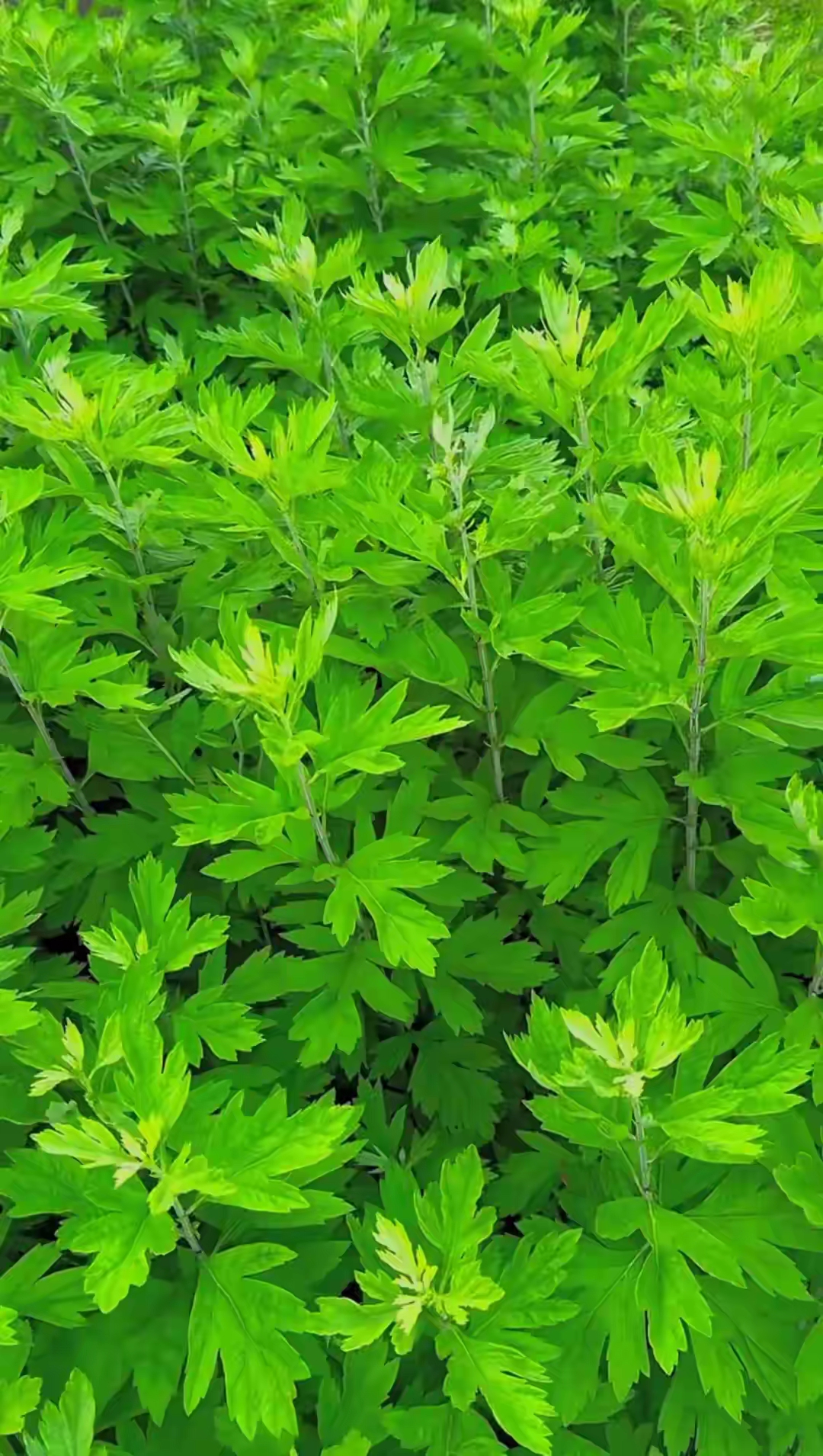 艾草