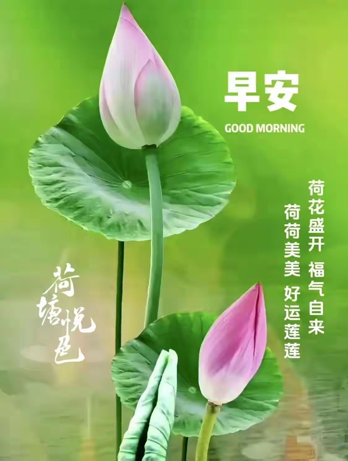 和和美美 连年有余 荷花盛开,福气自来,和和美美,好运连连!