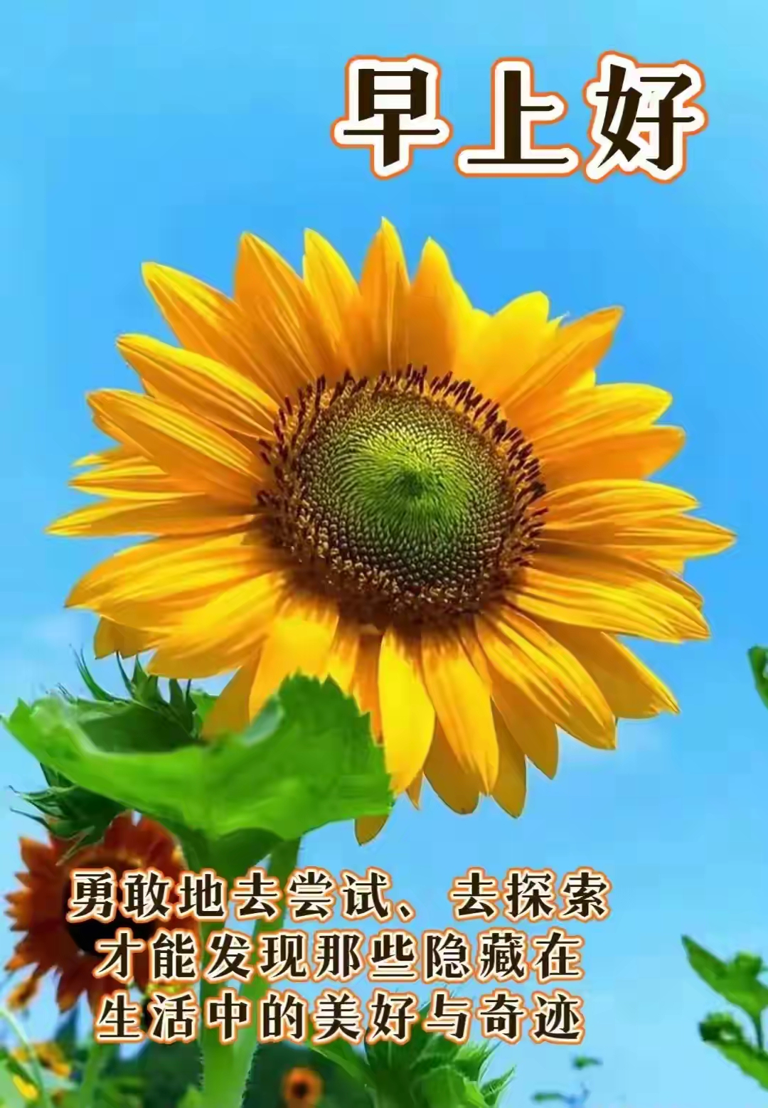 早安,阳光正好,向日葵正盛开,愿你新的一天充满正能量!