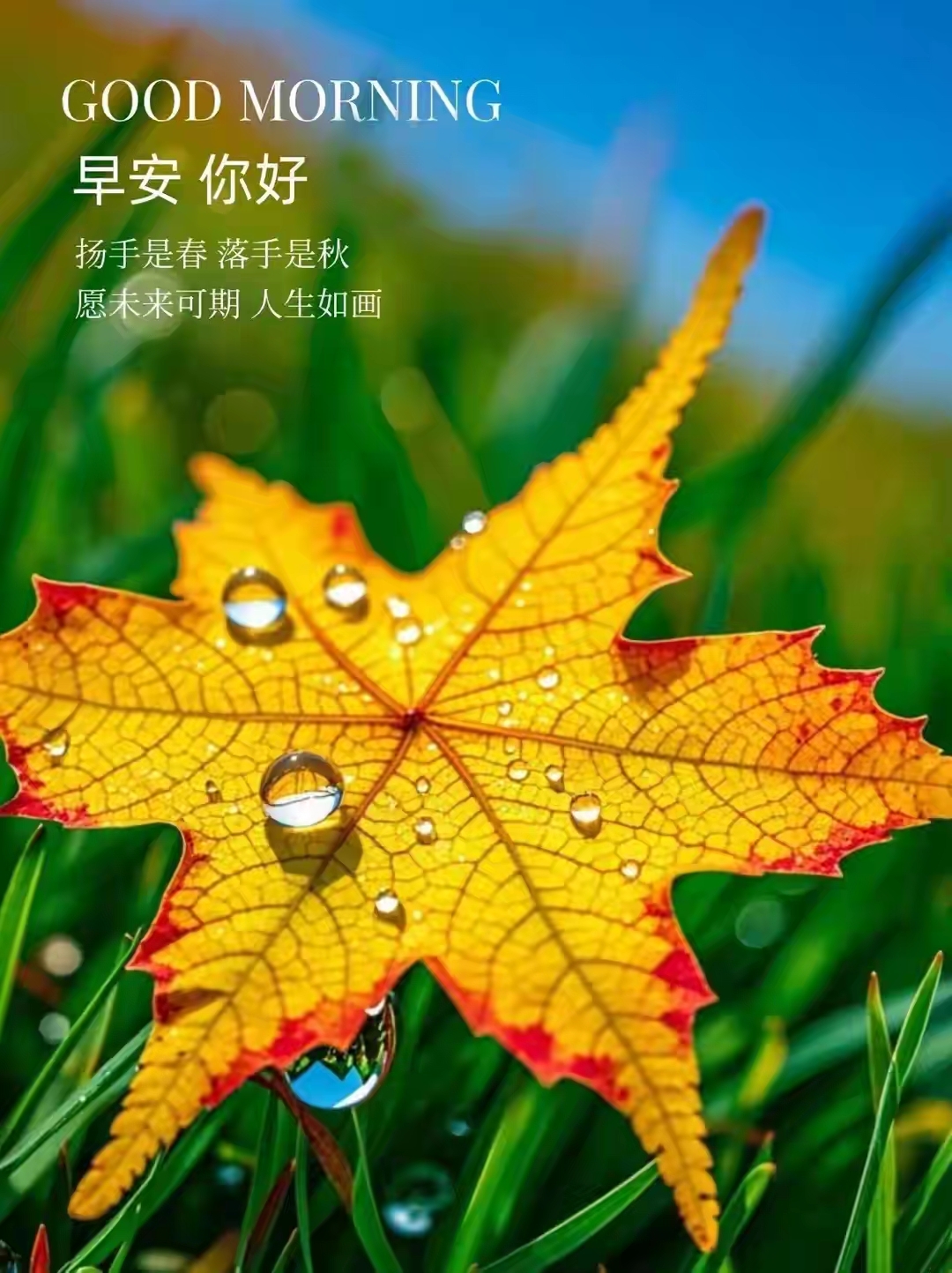 早安,愿你的每一天都如这滴翠的叶子般生机盎然