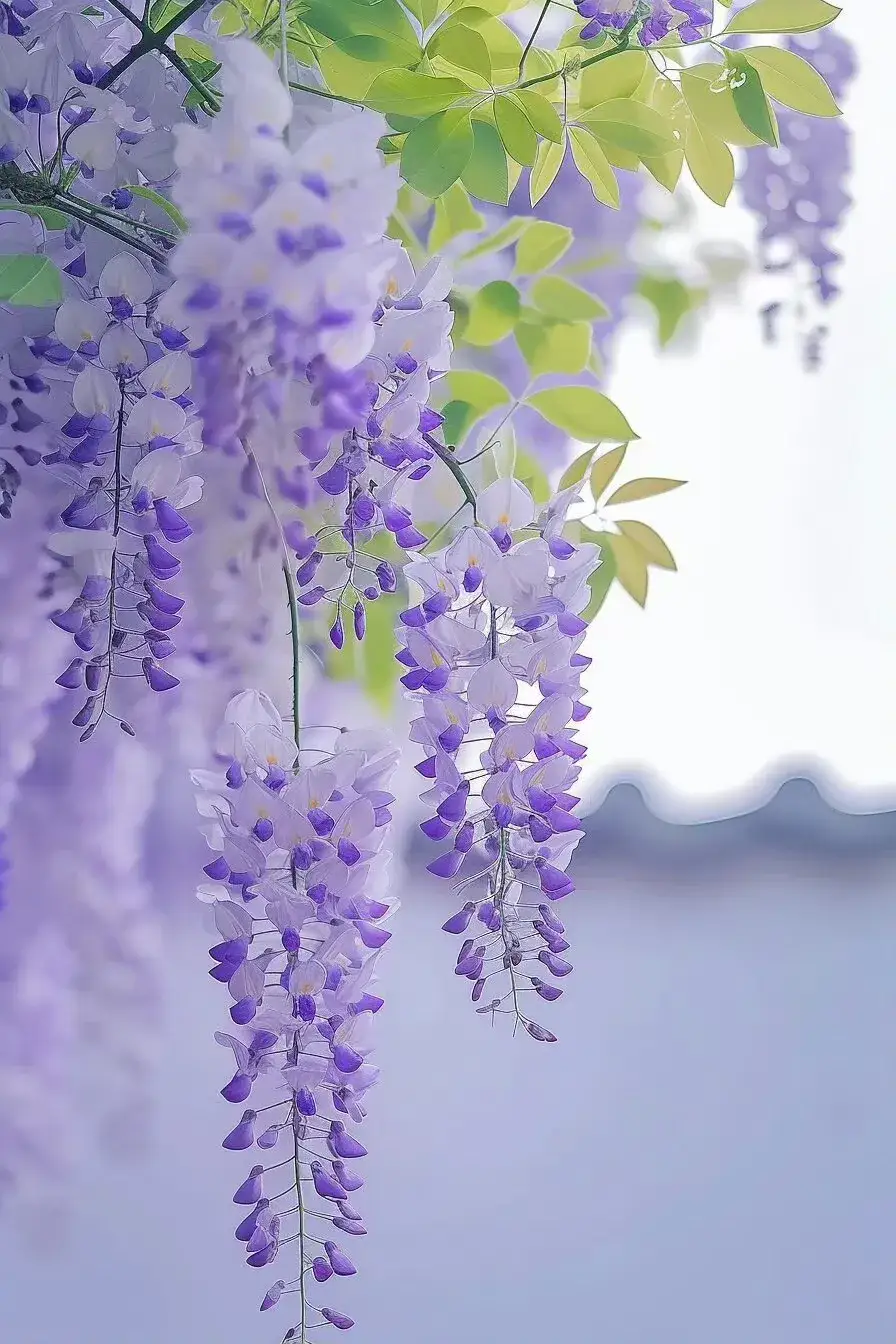 紫藤花语,恋之梦  紫藤花如瀑布般从树枝上垂下,白色与深紫色的渐变