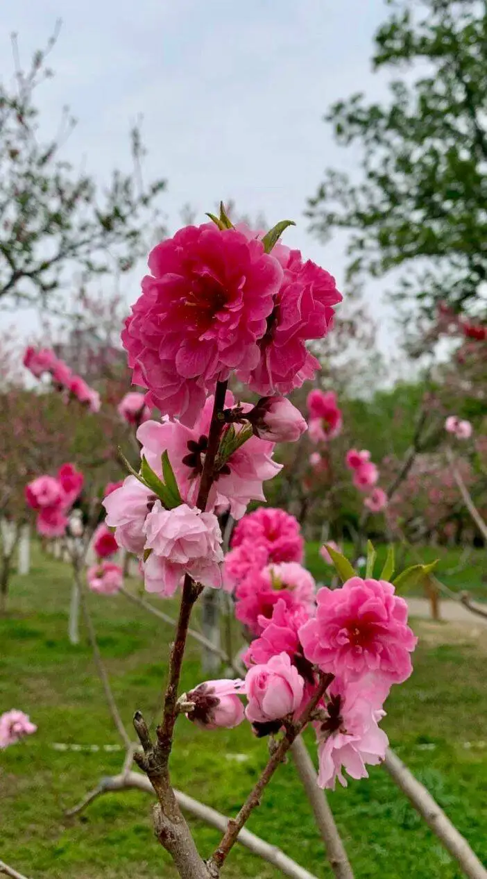 春天开什么花 花朵图片