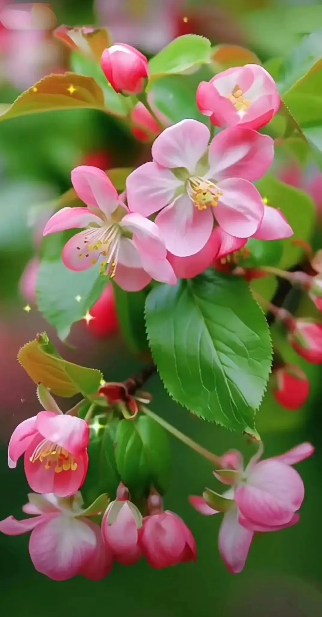 雨后的海棠花,每一朵都像一幅精美的工笔画,细腻入微[赞同][鲜花]