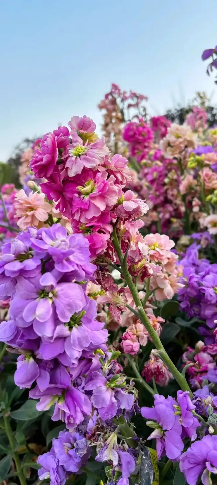 9891神奇的自然之美,龙胆草的花语9694  98 眼前这朵小黄花