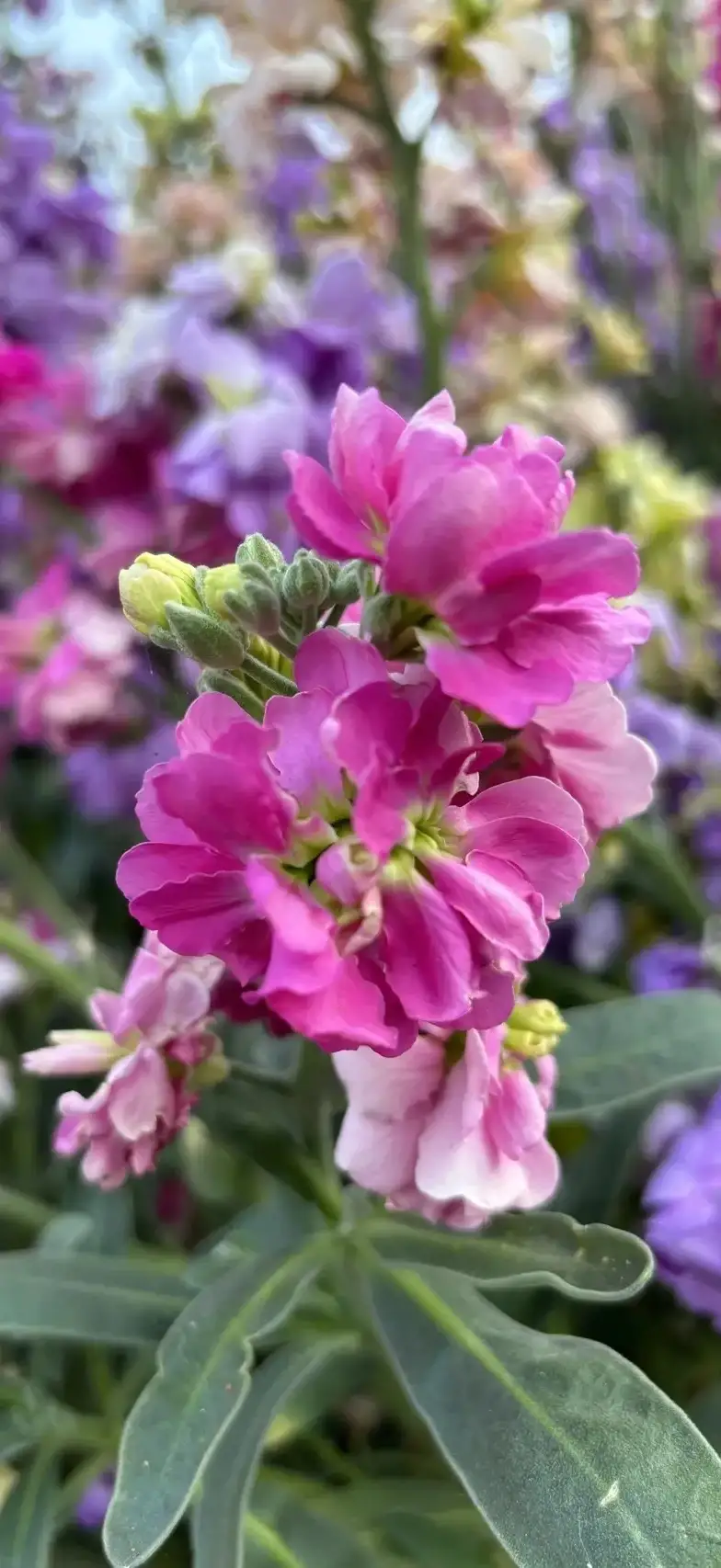 9891神奇的自然之美,龙胆草的花语9694  98 眼前这朵小黄花