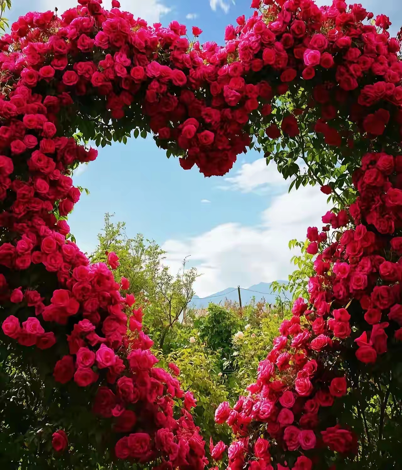 心形玫瑰花海,浪漫满溢,不负韶华.