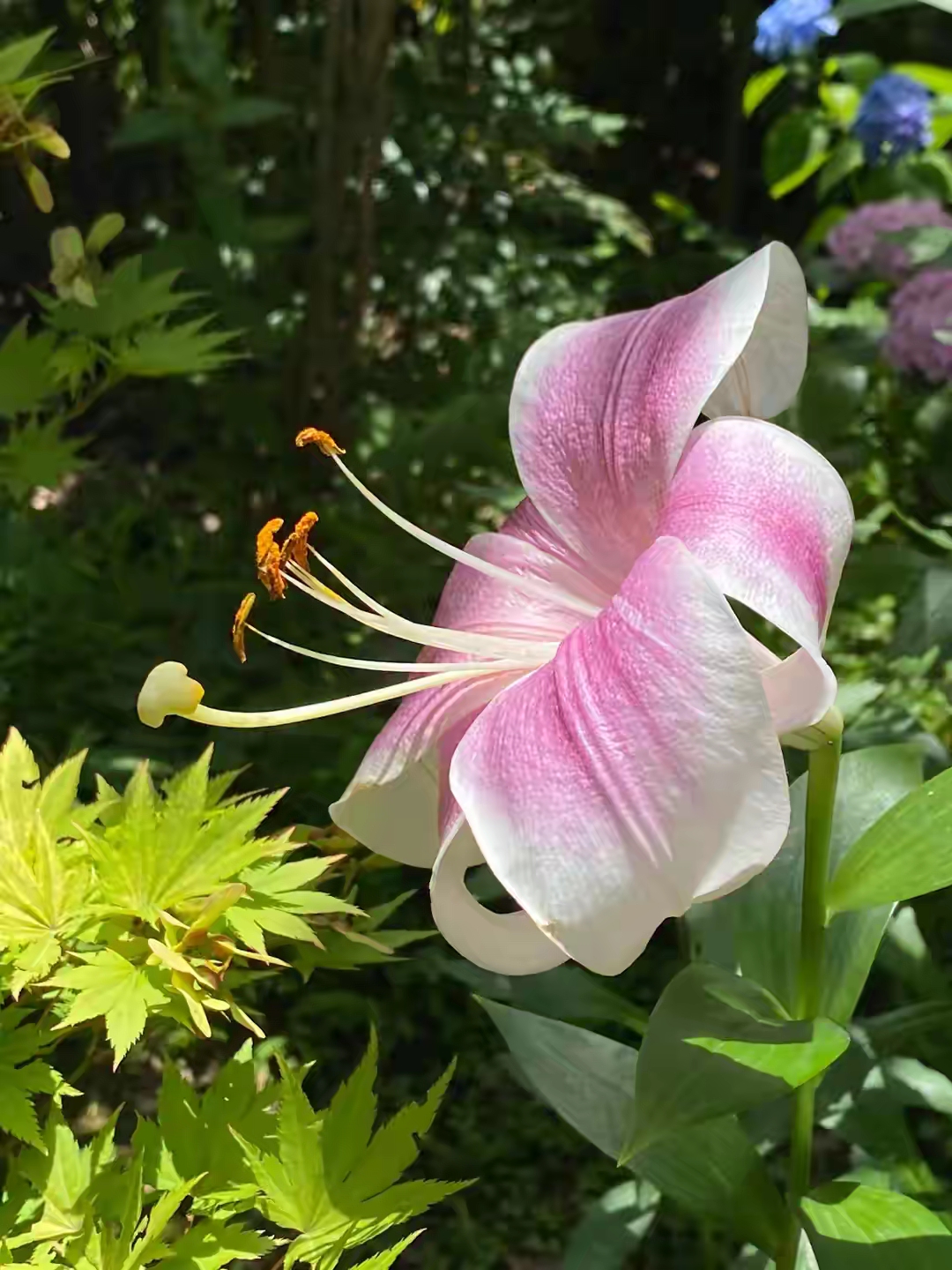 百合花盛开
