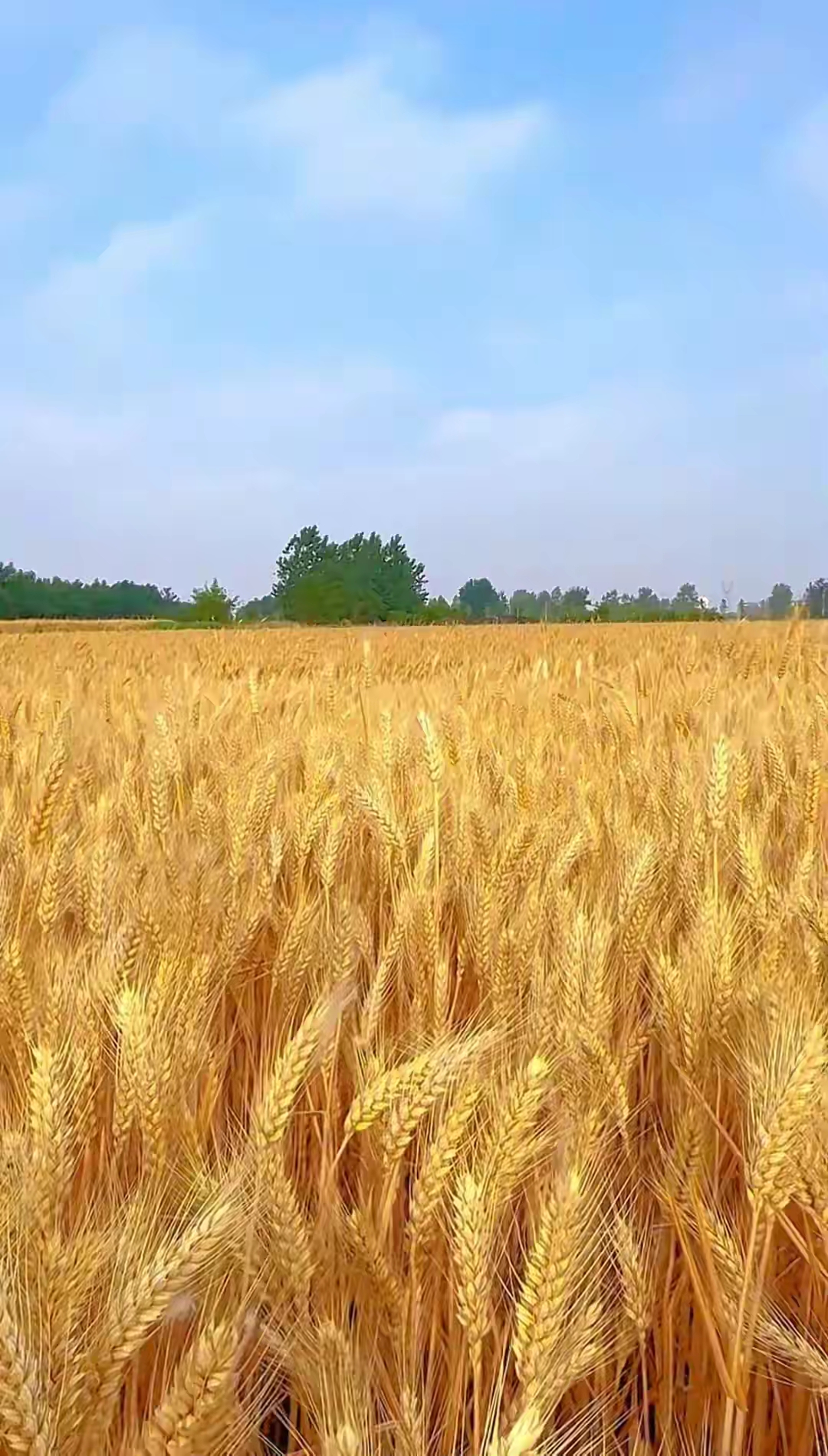 麦子熟了,丰收大吉!
