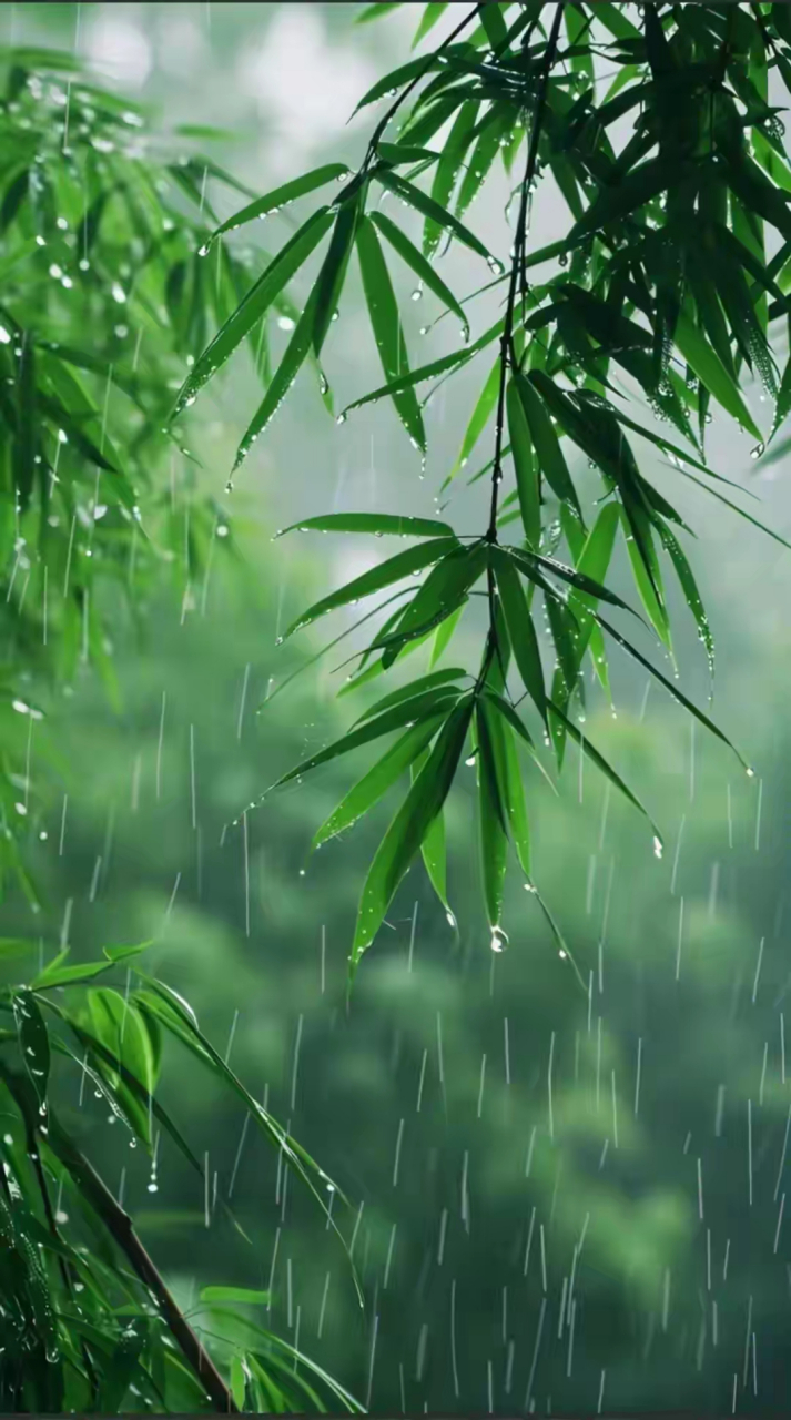 春天雨竹图片图片