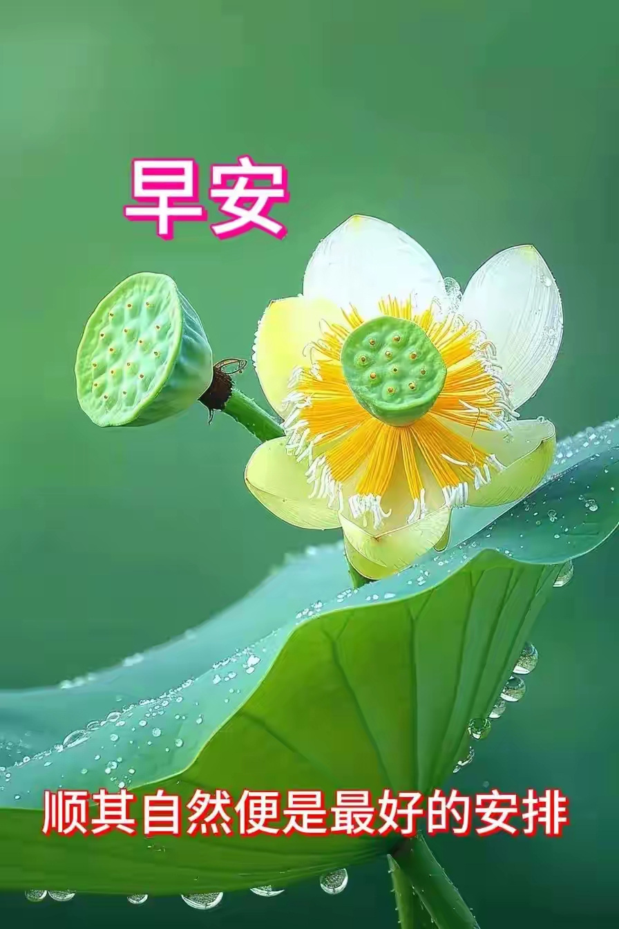 早安,自然之美尽在这片绿意与荷花间.
