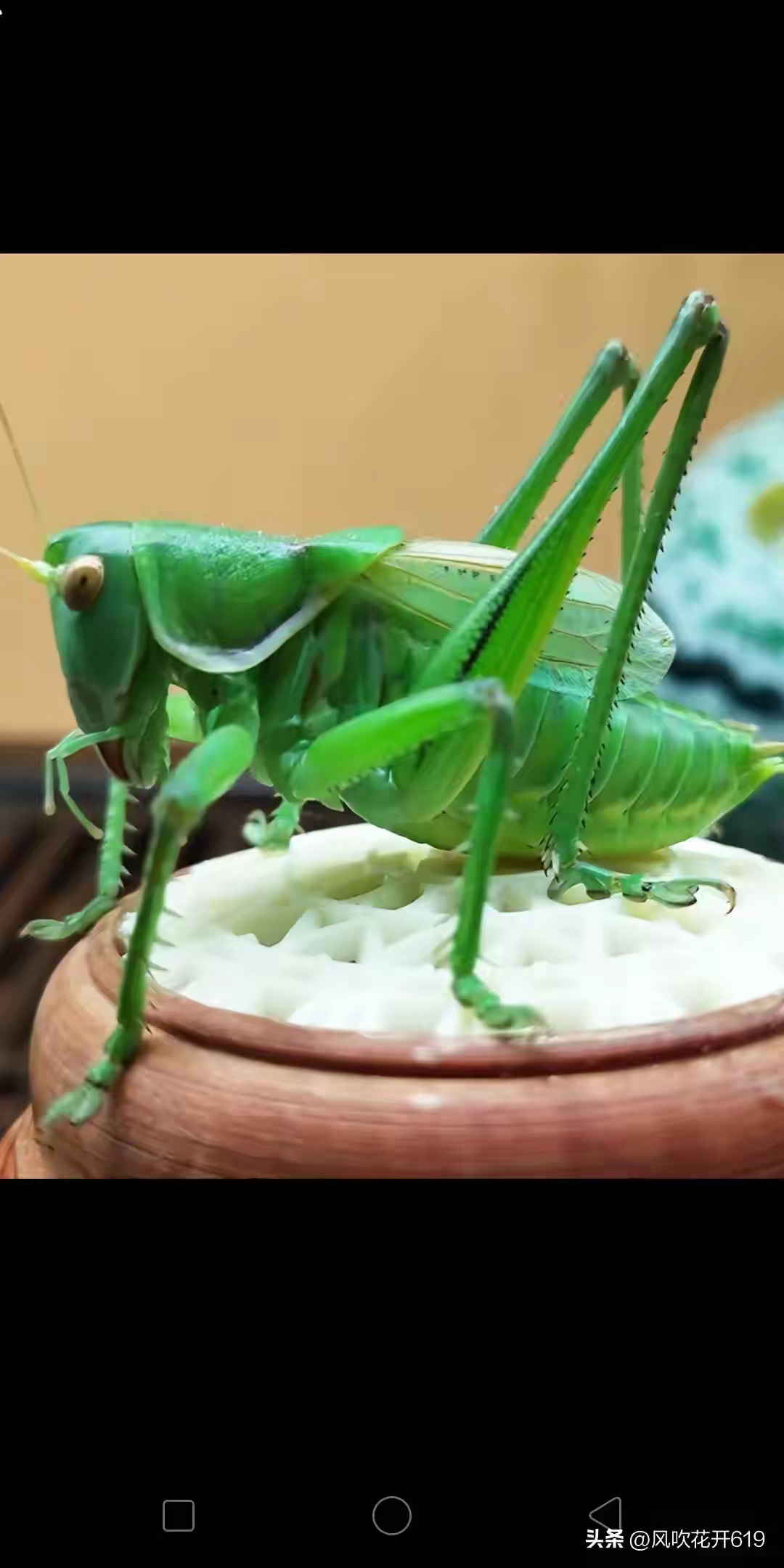 这只蚂蚱,绿得透亮,好想把它带回家.