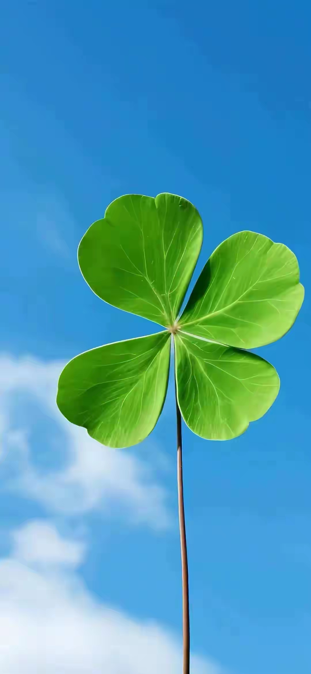 绿叶在蓝天下,心情如这四叶草,幸运一整年.
