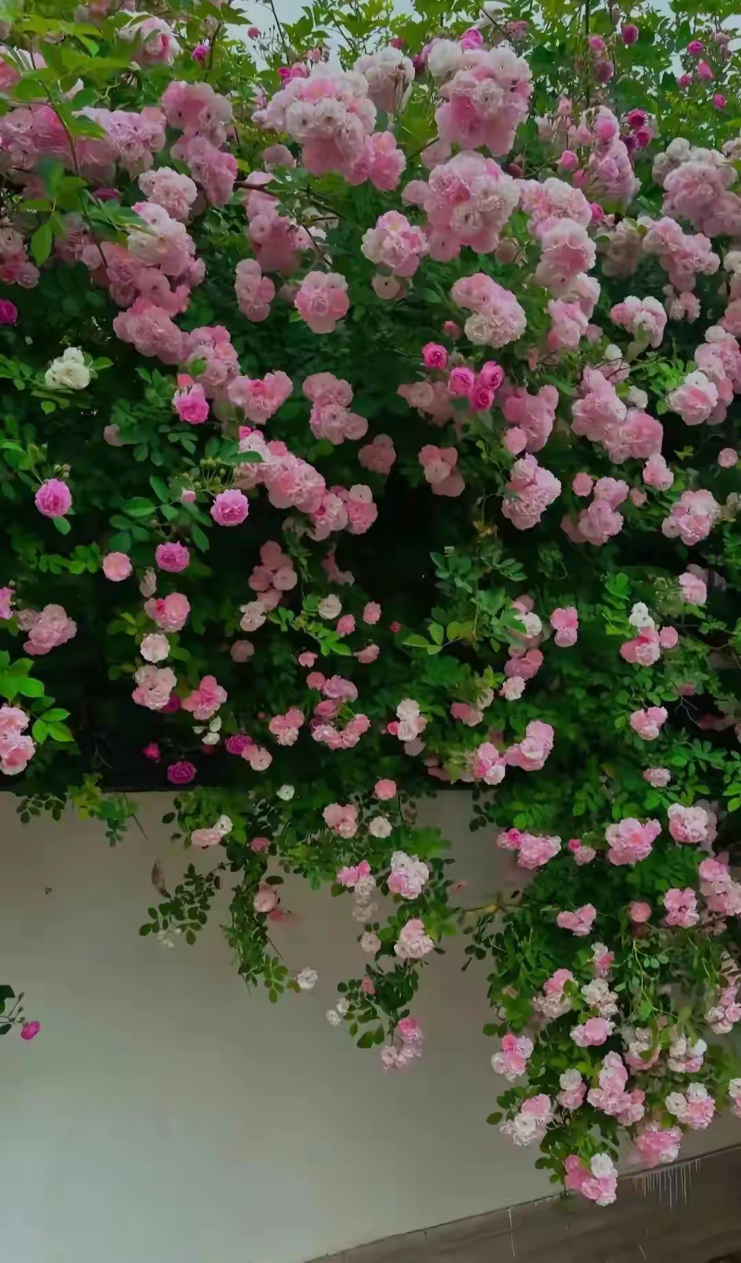 一面花墙,花墙之间,岁月静好,唯美瞬间.