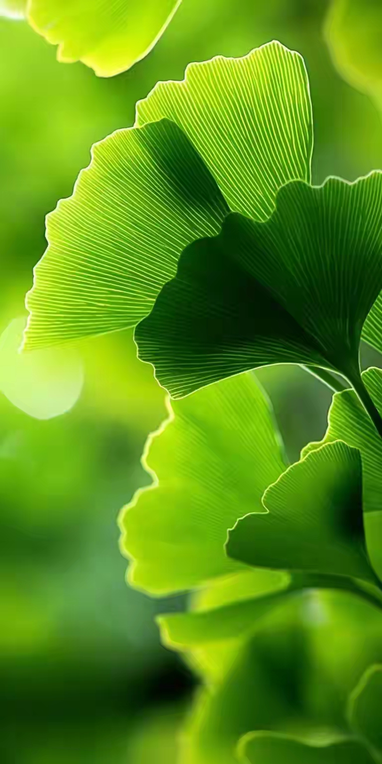 绿意浮影,银杏叶下的宁静哲思与和谐之美