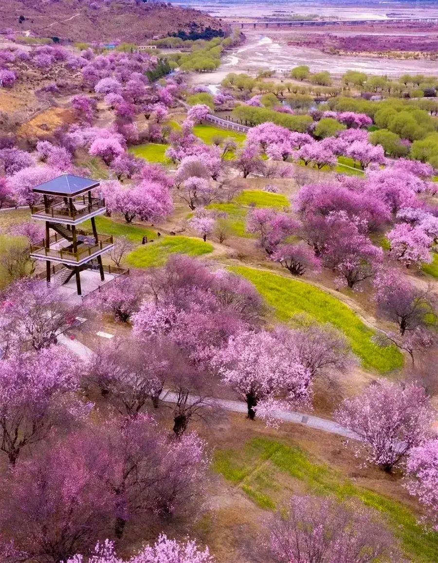 [赞同[鲜花[鲜花 桃花林图片桃花林风景图片桃林仙境图片自然桃花