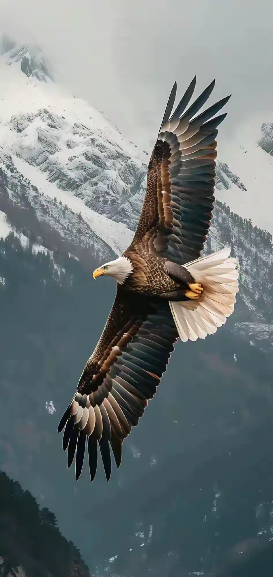 鹰击长空图片 壁纸图片