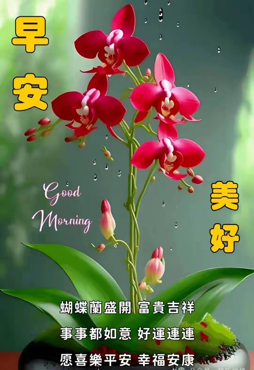 早安!新的一天拉开帷幕,愿你的世界充满阳光与温暖.