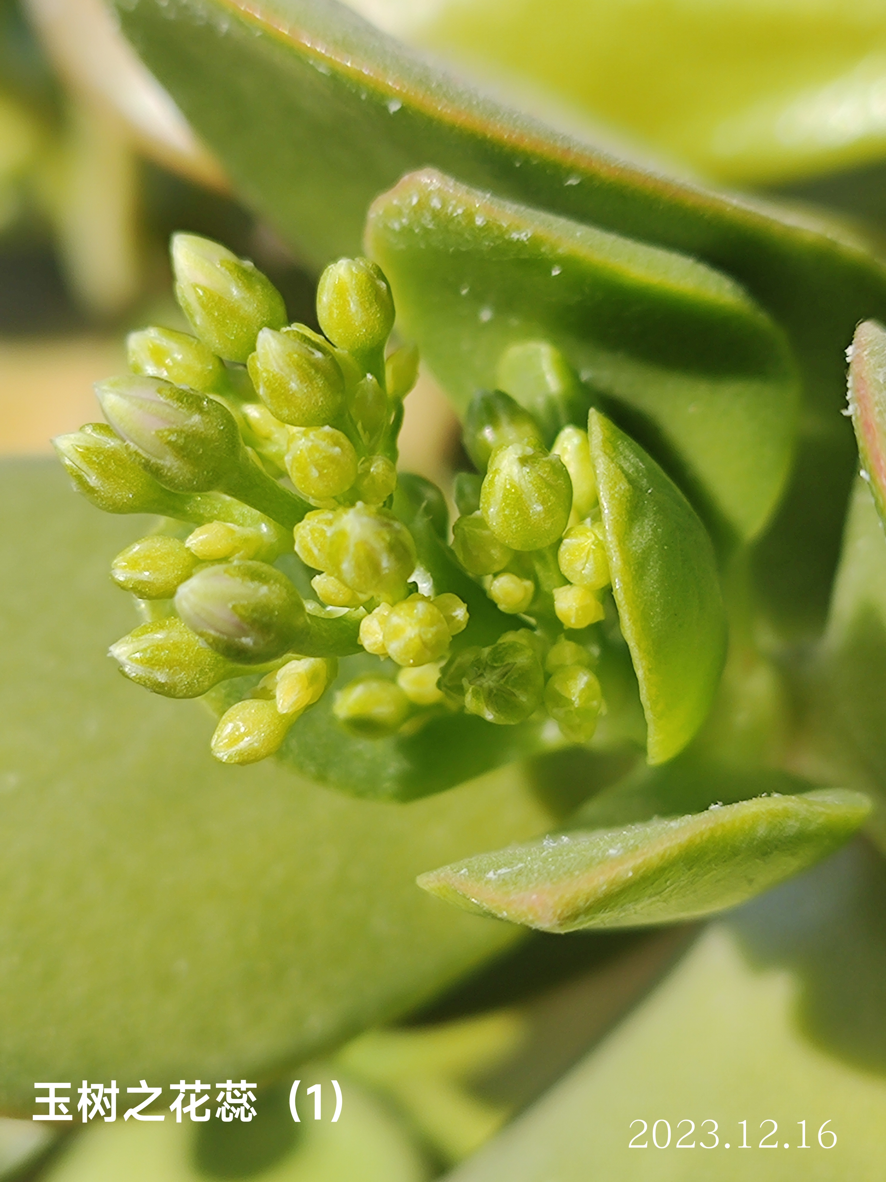 玉树临风,开花不易.
